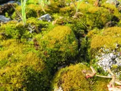 Flexible Cow-hair Moss thumbnail 4