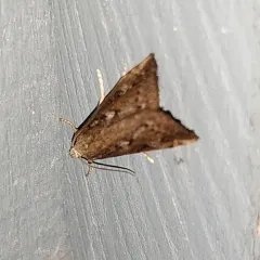 White-spotted Brown thumbnail 1