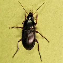 Woodland Ground Beetle thumbnail 3