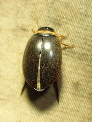 Graphoderus fascicollis