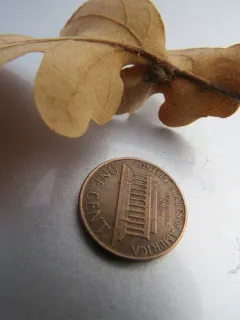 Andricus schickae thumbnail 2
