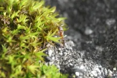 Argentine Ant thumbnail 2