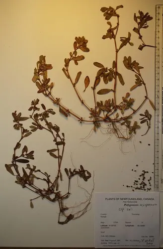 Ray's Knotweed