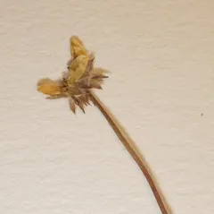 Yukon Silverweed thumbnail 3
