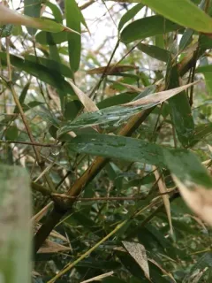 Yellow groove bamboo thumbnail 1