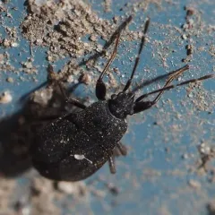Drymus crassus thumbnail 3