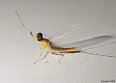 Nixe rusticalis thumbnail 2
