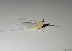 Leucrocuta maculipennis thumbnail 3