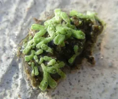 Lizard Crystalwort thumbnail 2