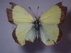 Moorland Clouded Yellow thumbnail 2