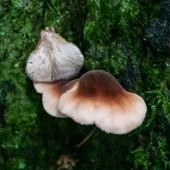bear lentinus thumbnail 2