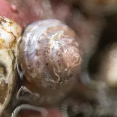 Lirularia lirulata thumbnail 4