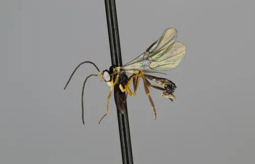 Hybrizon rileyi