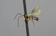 Hybrizon rileyi thumbnail 1