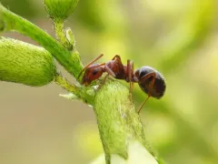 Mann's Field Ant thumbnail 1