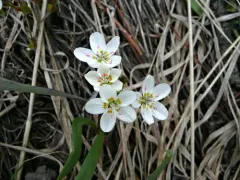 Rydberg's Springbeauty thumbnail 2
