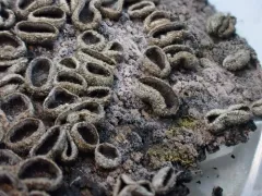 Helicomyces roseus thumbnail 3