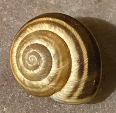 Vineyard Snail thumbnail 4