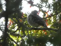 Small-billed Elaenia thumbnail 2