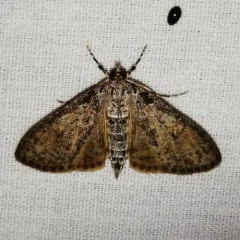 Palpita arsaltealis thumbnail 1