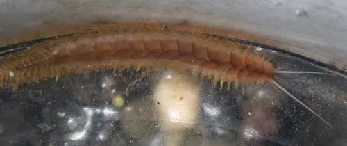 Hermadionella truncata
