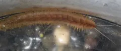 Hermadionella truncata thumbnail 1