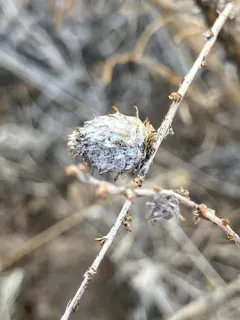 Rosette Bud Gall Midge thumbnail 2