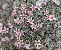 Oneflower Kelseya thumbnail 2