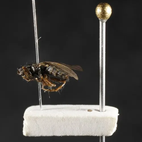 Black Kelp Fly