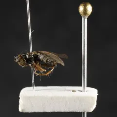 Black Kelp Fly thumbnail 1