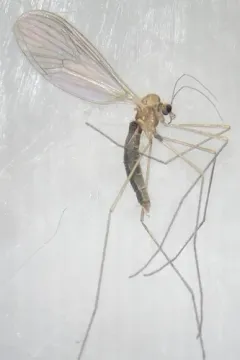 Paracladura trichoptera thumbnail 2