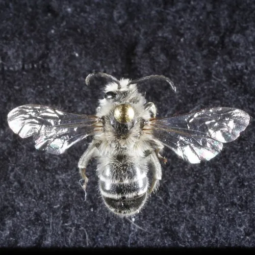 Unequal Cellophane Bee