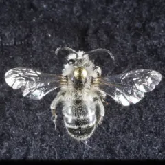 Unequal Cellophane Bee thumbnail 1