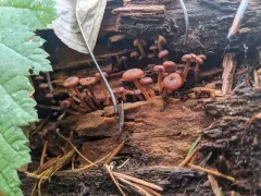 Xeromphalina brunneola thumbnail 2