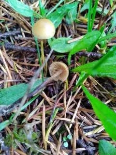 Brownlegged Bell thumbnail 1
