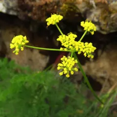 basalt desert parsley thumbnail 2
