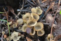 Perilachnea hemisphaerioides thumbnail 4