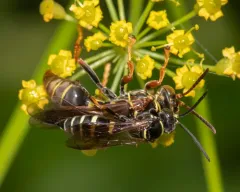 Gorytes simillimus thumbnail 3