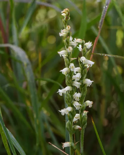 Case's ladies' tresses