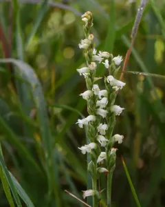 Case's ladies' tresses thumbnail 1
