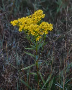 Voss' goldenrod thumbnail 4