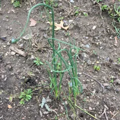 wild garlic thumbnail 2