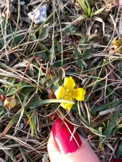English cinquefoil thumbnail 2