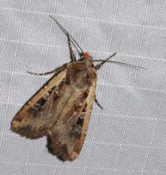 Red-backed Cutworm Moth thumbnail 2
