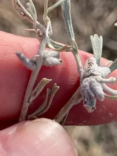 Rhopalomyia lignea thumbnail 2