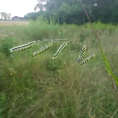 Hairy Cupgrass thumbnail 2