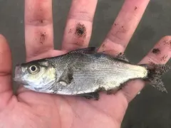 Spotfin Surfperch thumbnail 3