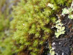 Rock Bristle-moss thumbnail 4