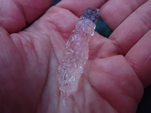 Paired-Bell Siphonophore