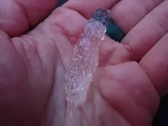 Paired-Bell Siphonophore thumbnail 1